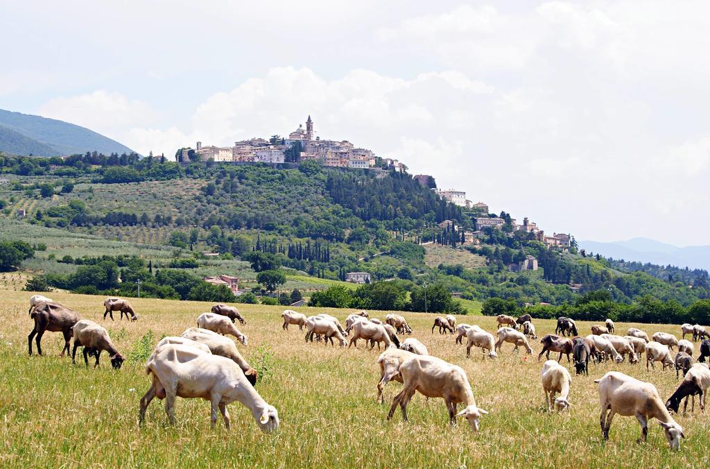 Gasthaus Agriturismo Residenza Paradiso Trevi Exterior foto